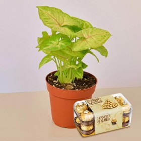 Air Purifier Plant n Rocher