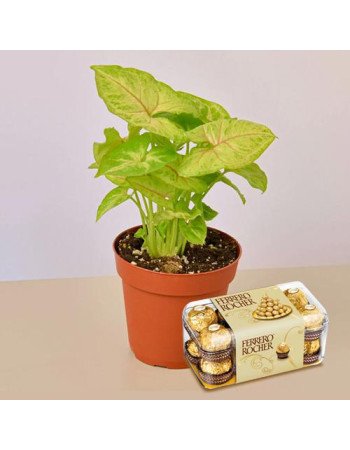 Air Purifier Plant n Rocher