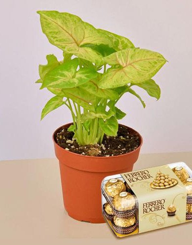 Air Purifier Plant n Rocher
