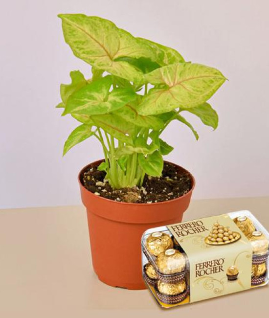 Air Purifier Plant n Rocher