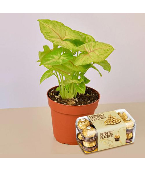 Air Purifier Plant n Rocher