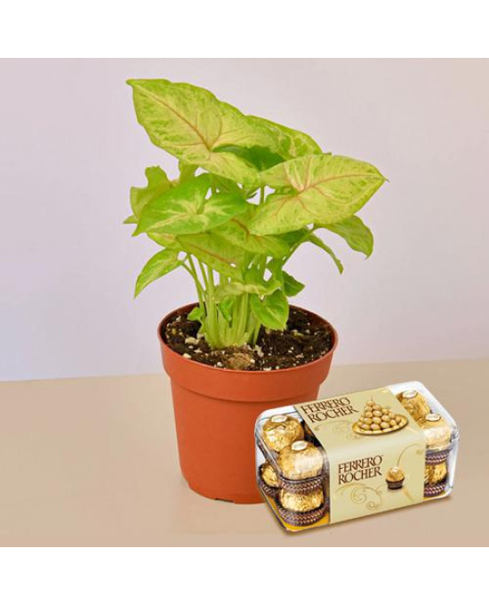 Air Purifier Plant n Rocher