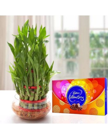 Lucky Bamboo n Celebrations