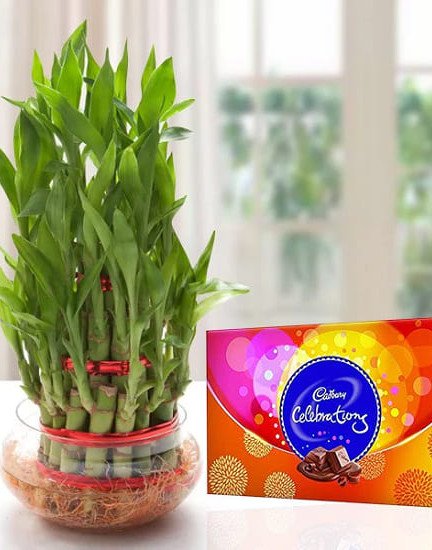 Lucky Bamboo n Celebrations