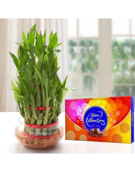 Lucky Bamboo n Celebrations
