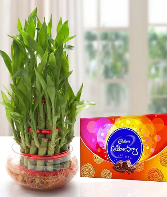 Lucky Bamboo n Celebrations