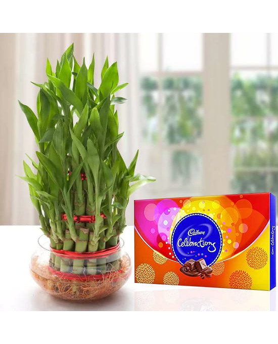 Lucky Bamboo n Celebrations