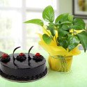 Plants Combos