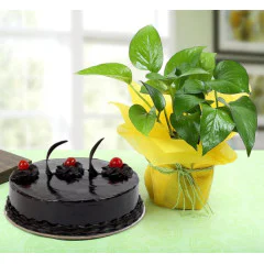 Plants