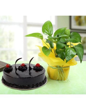 Chocolate Cake n Money Plant Combo