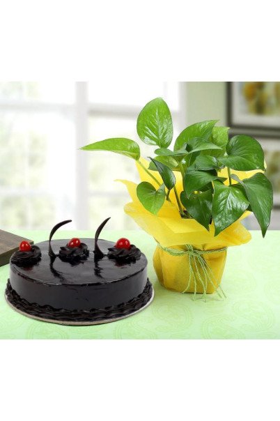 Chocolate Cake n Money Plant Combo