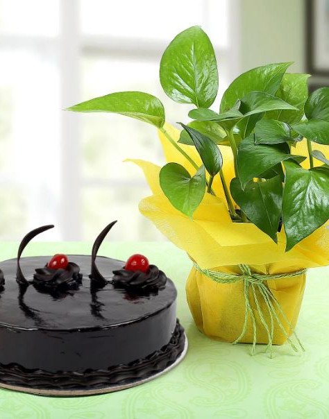 Chocolate Cake n Money Plant Combo
