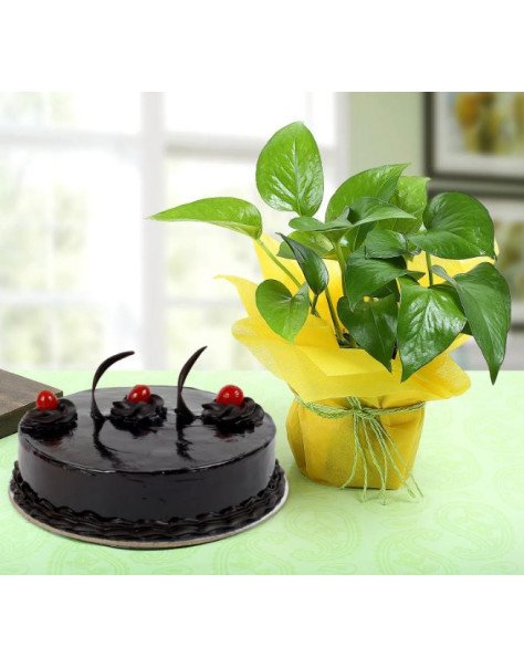 Chocolate Cake n Money Plant Combo