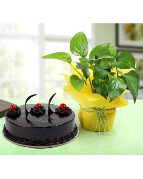 Chocolate Cake n Money Plant Combo