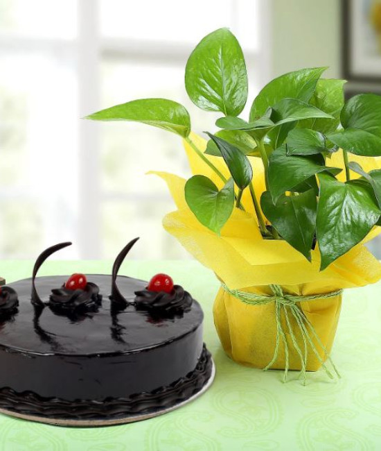 Chocolate Cake n Money Plant Combo Chocolate Cake n Money Plant Combo