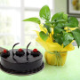 Chocolate Cake n Money Plant Combo