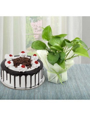 Money Plant n Cake Combo