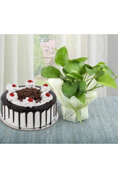 Money Plant n Cake Combo