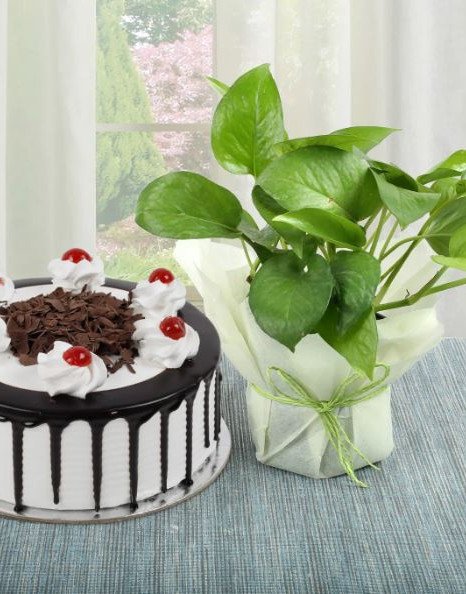 Money Plant n Cake Combo