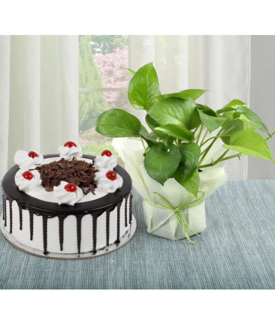Money Plant n Cake Combo