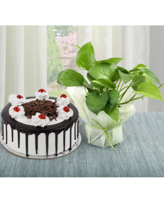 Money Plant n Cake Combo
