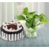 Money Plant n Cake Combo