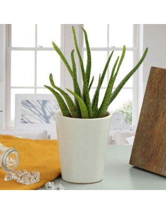 Aloe Vera Plant Gift