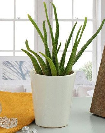 Aloe Vera Plant Gift