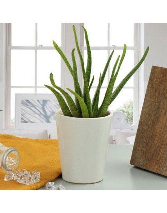 Aloe Vera Plant Gift