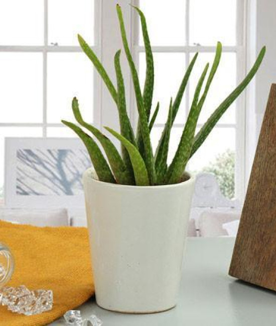 Aloe Vera Plant Gift Aloe Vera Plant Gift