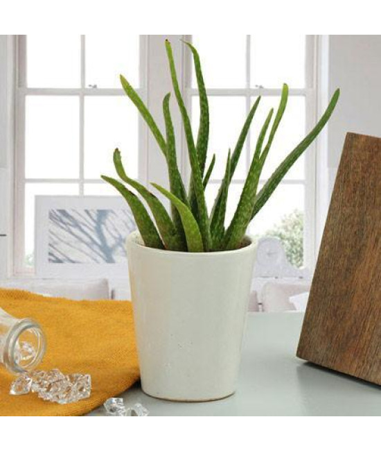 Aloe Vera Plant Gift