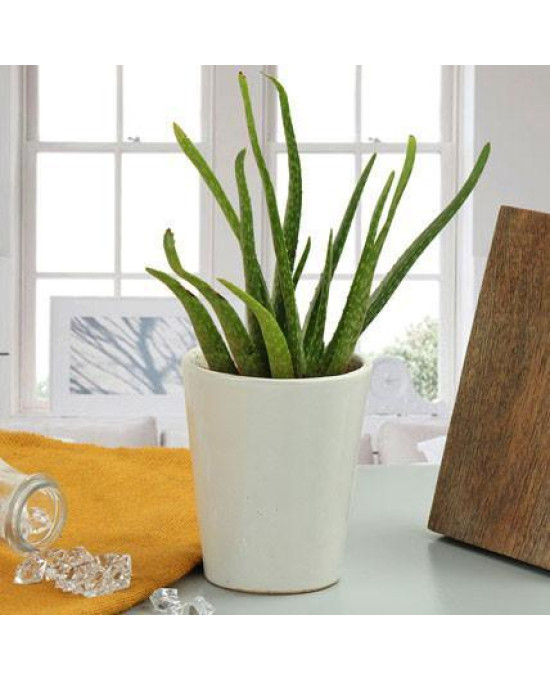 Aloe Vera Plant Gift
