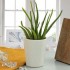 Aloe Vera Plant Gift