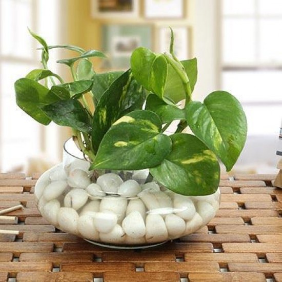 Money Plant Glass Vase Money Plant Glass Vase