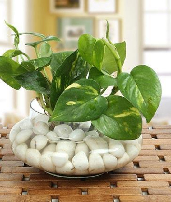 Money Plant Glass Vase Money Plant Glass Vase