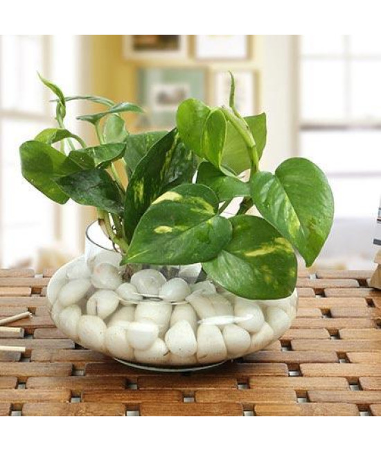 Money Plant Glass Vase