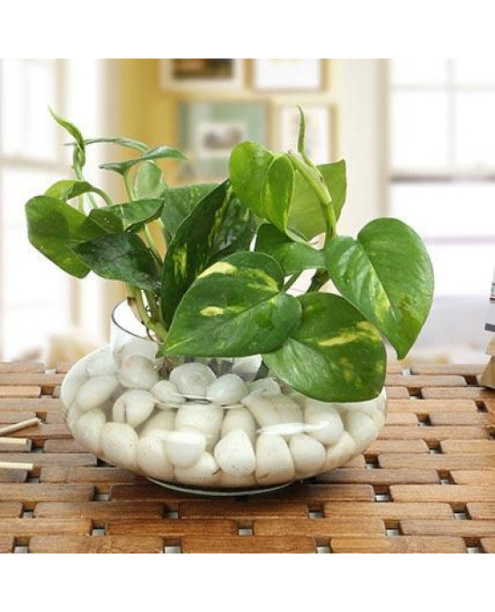 Money Plant Glass Vase