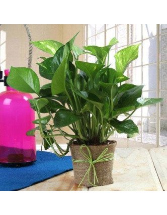 Money Plant Gift