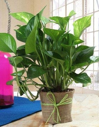 Money Plant Gift