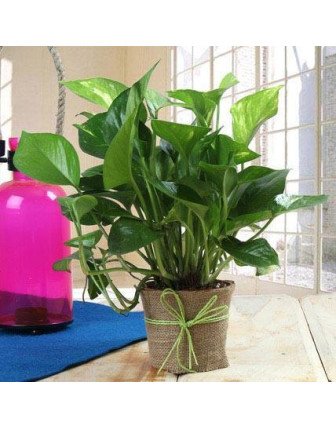 Money Plant Gift
