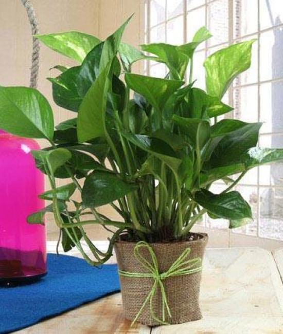 Money Plant Gift Money Plant Gift
