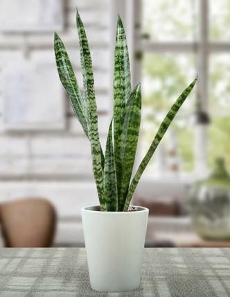 Sanseviera Plant