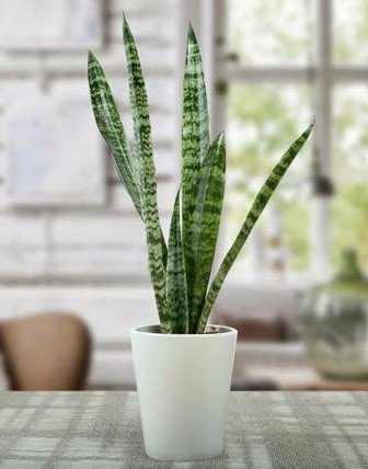 Sanseviera Plant