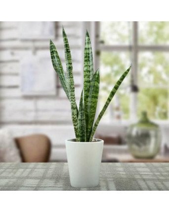 Sanseviera Plant