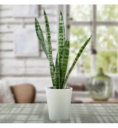 Sanseviera Plant