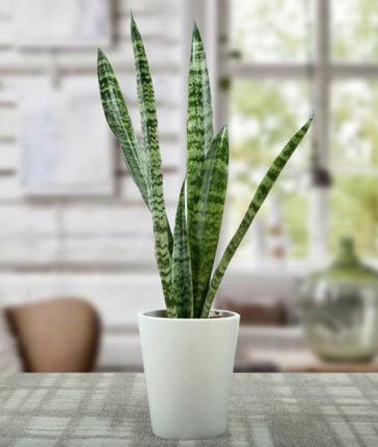 Sanseviera Plant Sanseviera Plant