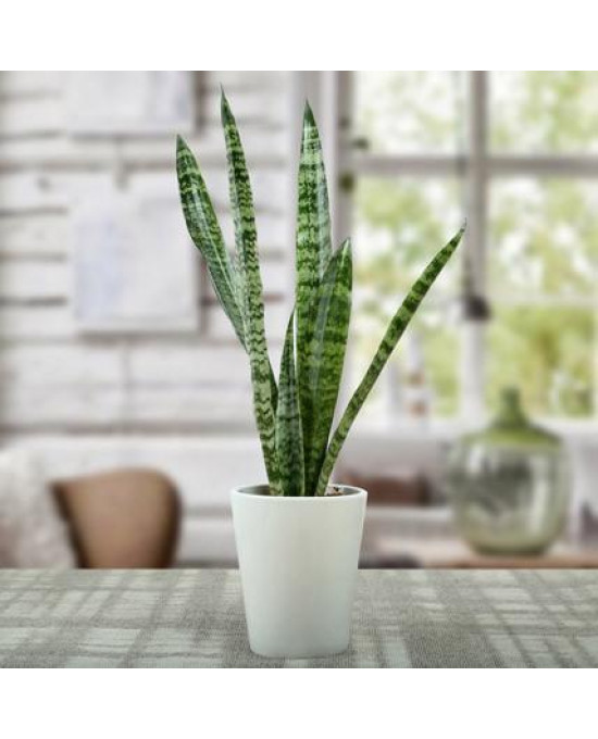 Sanseviera Plant