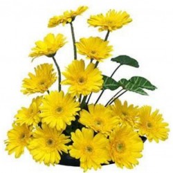 15 Yellow Gerberas Basket