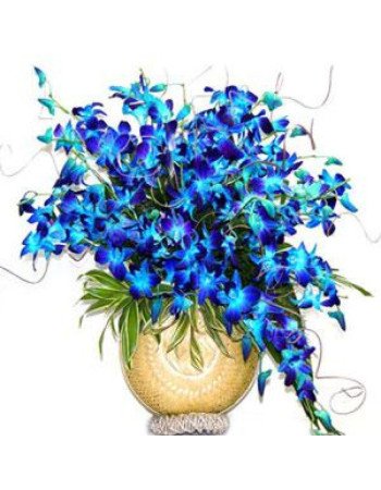 20 Orchids Arrangement