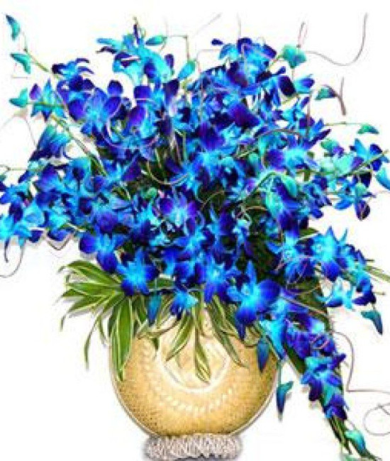 20 Orchids Arrangement 20 Orchids Arrangement